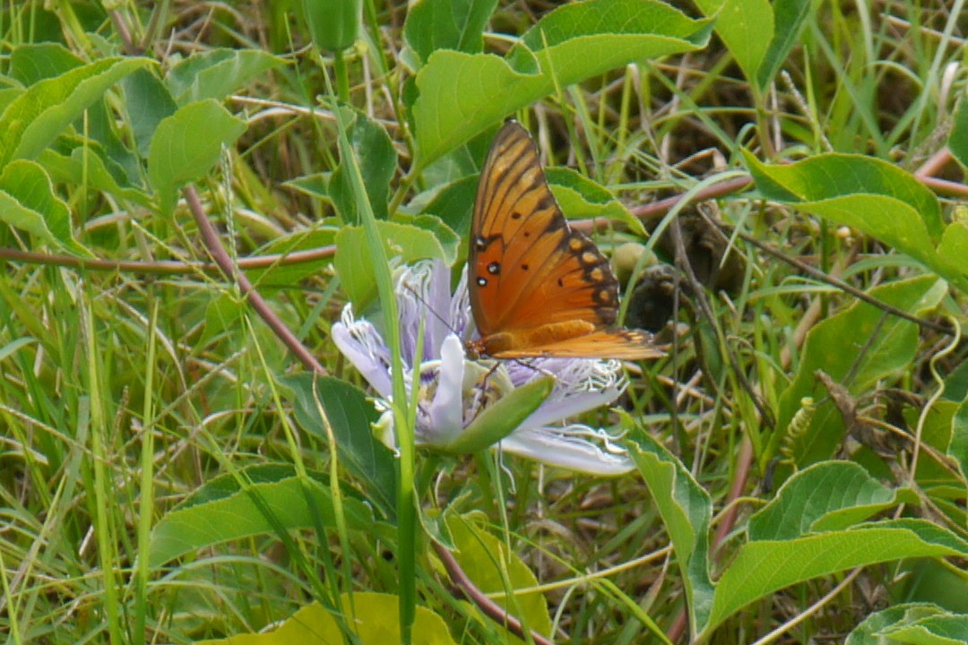 Butterfly on passion flower