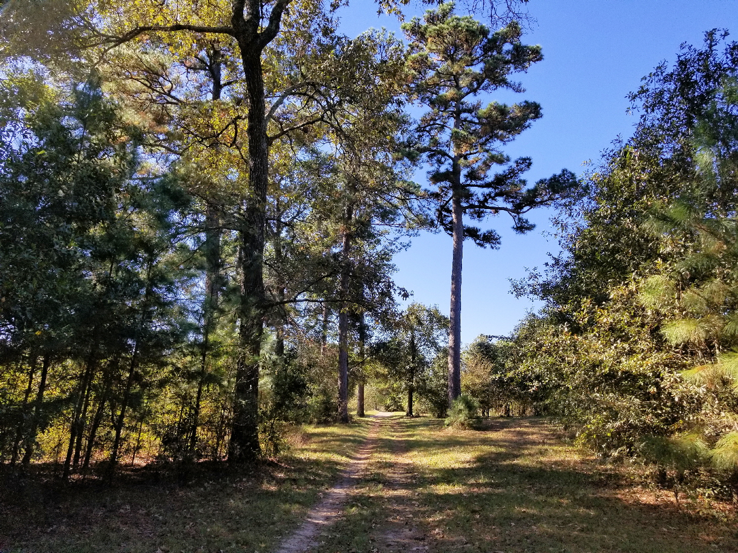 A shady trail (part of Cypress Creek Trail)