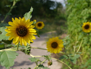 Sunflowers along Cypress Creek Trail near West Pond (before mowing).  Click for larger image.